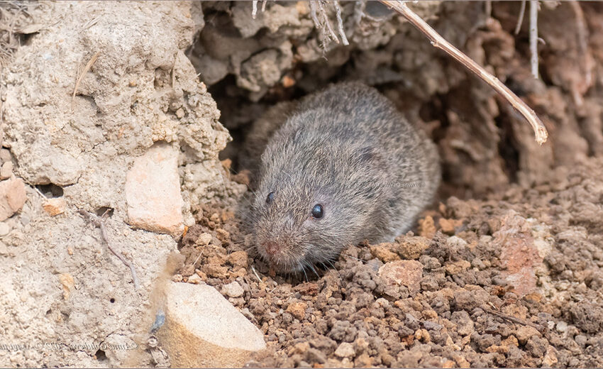 reed vole