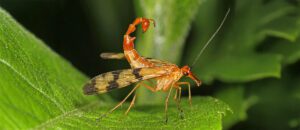 scorpionfly