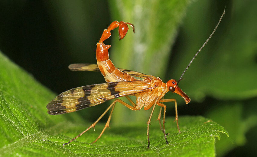 scorpionfly
