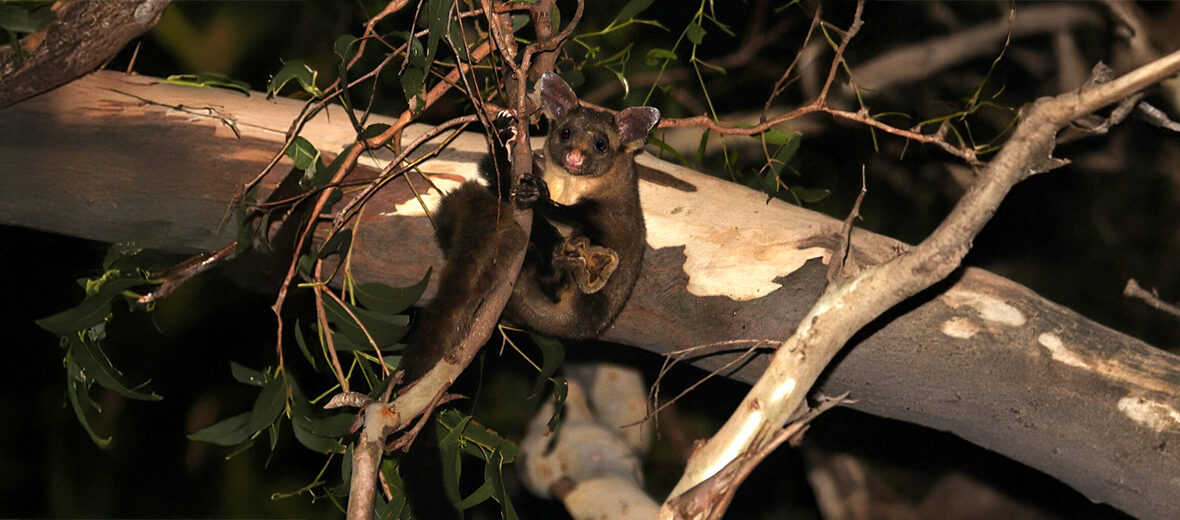 yellow-bellied glider