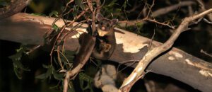 yellow-bellied glider