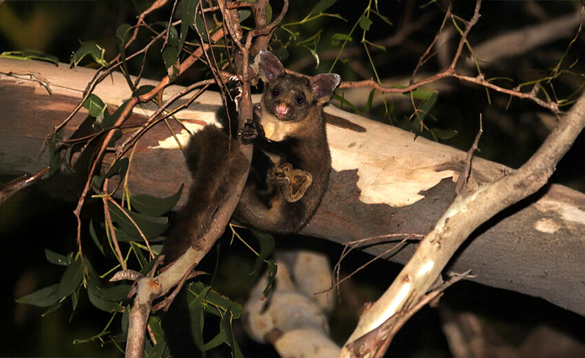 yellow-bellied glider