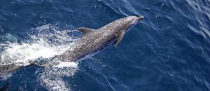 Atlantic spotted dolphin