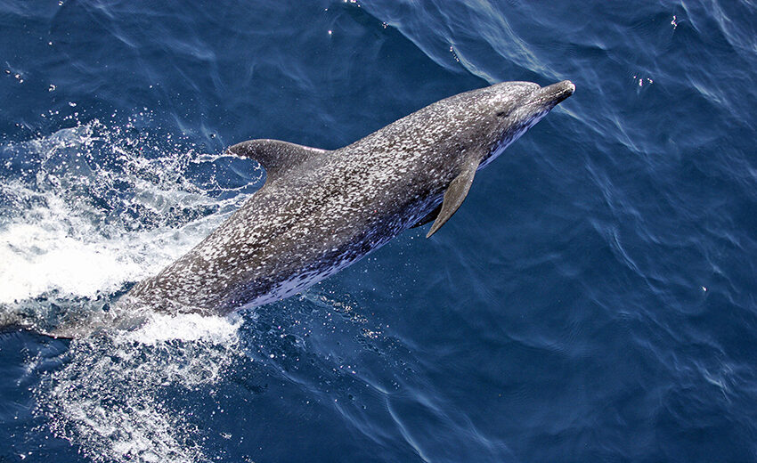 Atlantic spotted dolphin