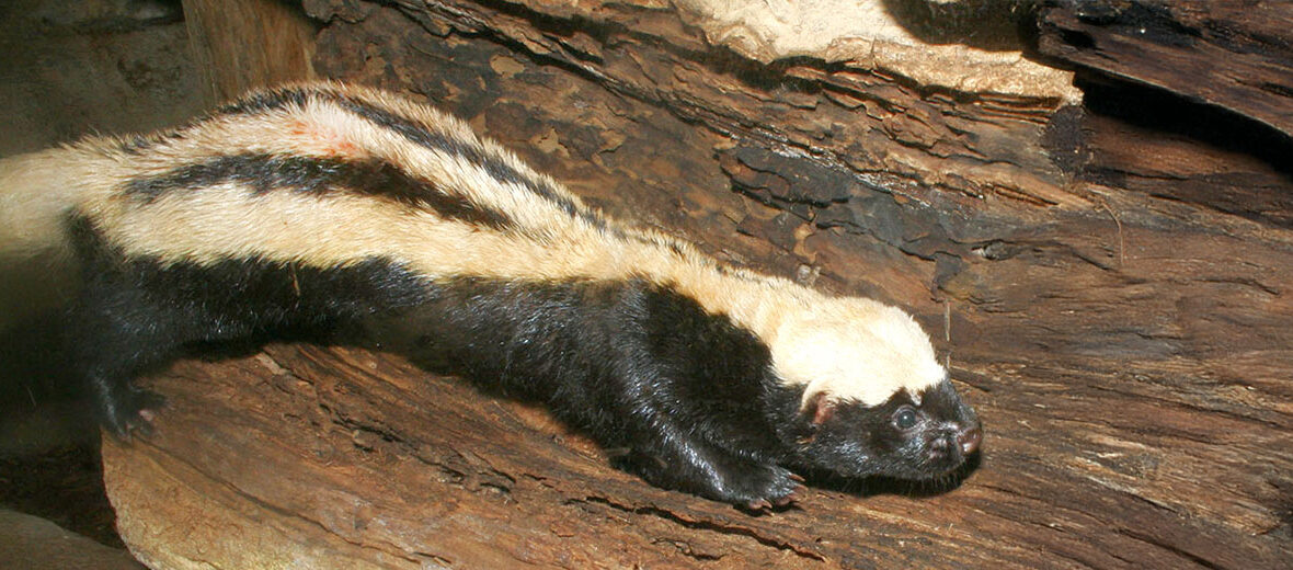 African striped weasel
