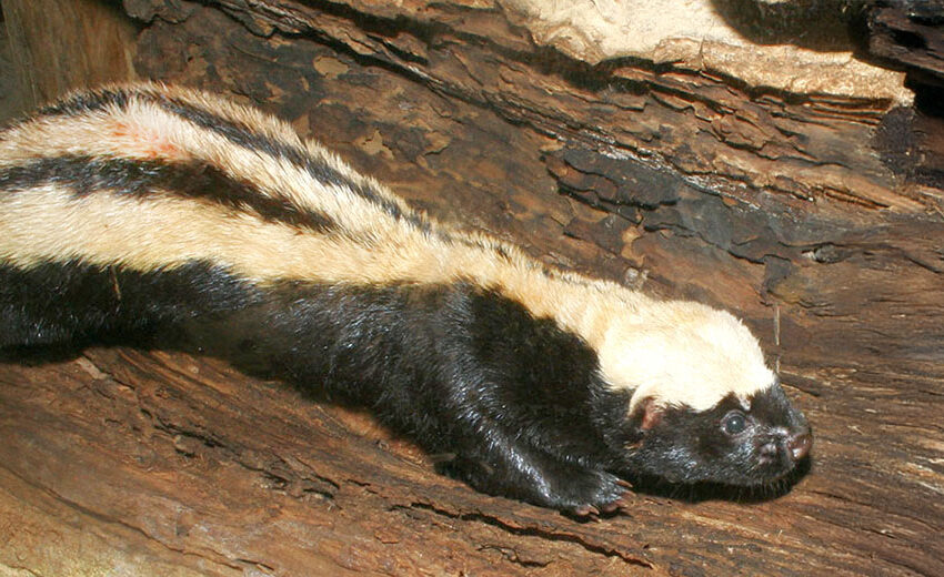 African striped weasel