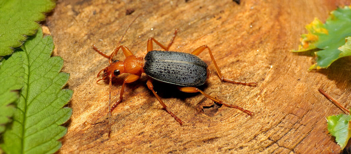 bombardier beetle