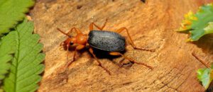 bombardier beetle