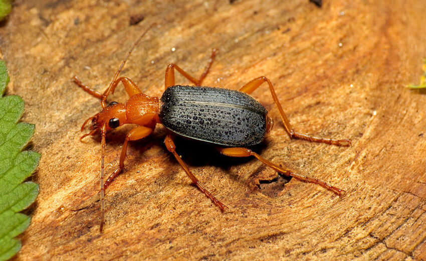 bombardier beetle