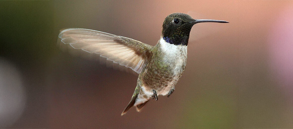 black-chinned hummingbird