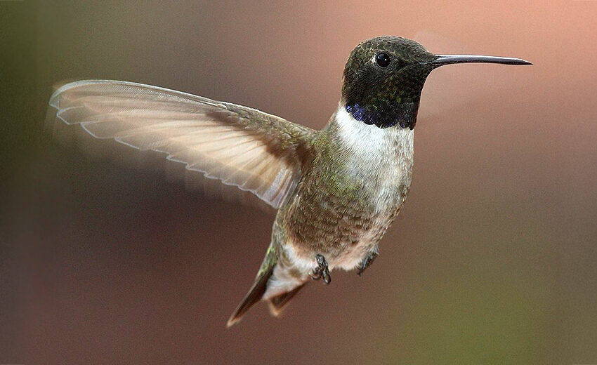 black-chinned hummingbird