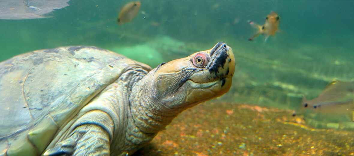 Burmese roofed turtle