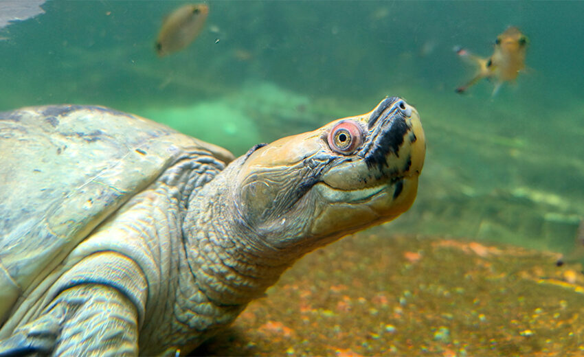 Burmese roofed turtle