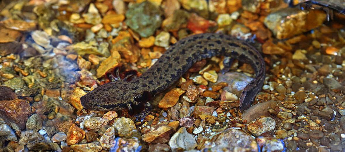 common mudpuppy