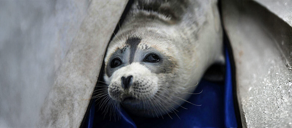 Caspian seal