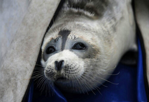 Caspian seal