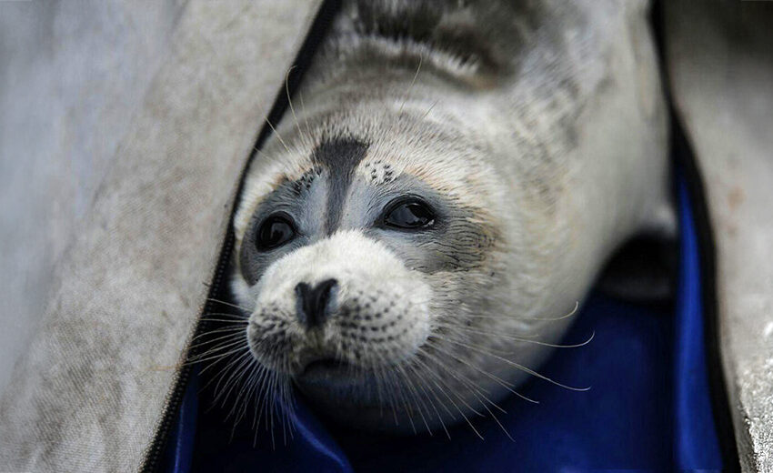 Caspian seal
