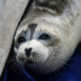 Caspian seal