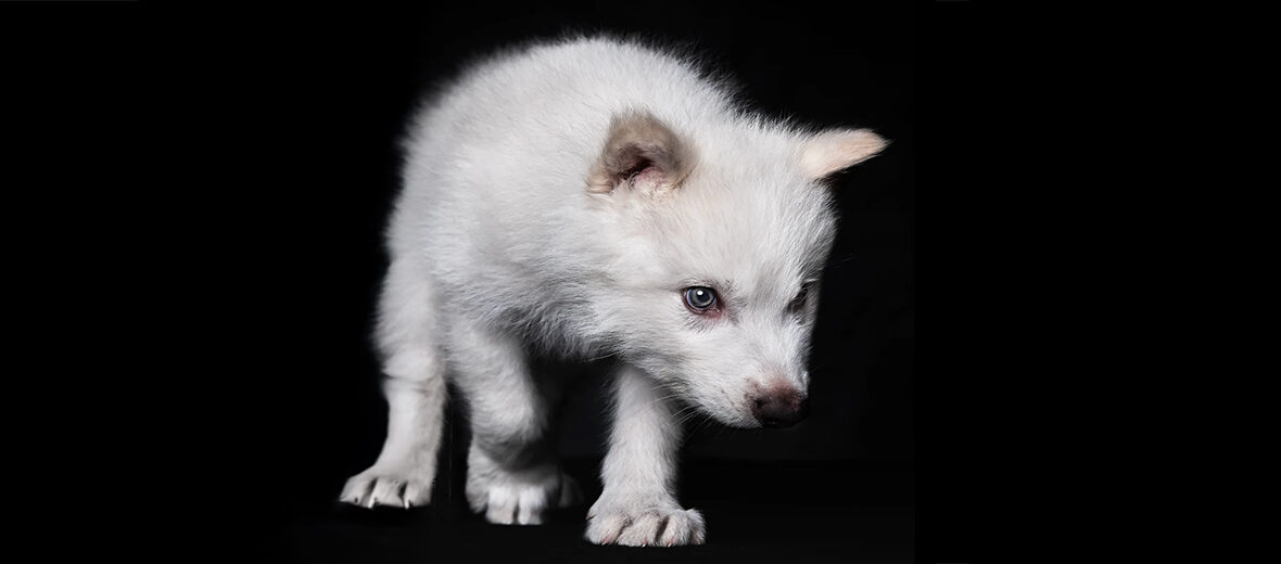 dire wolf