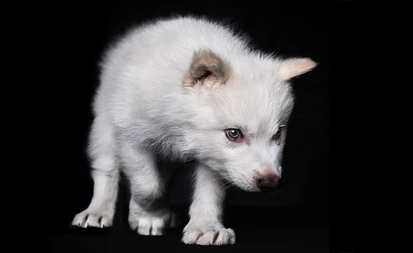 dire wolf