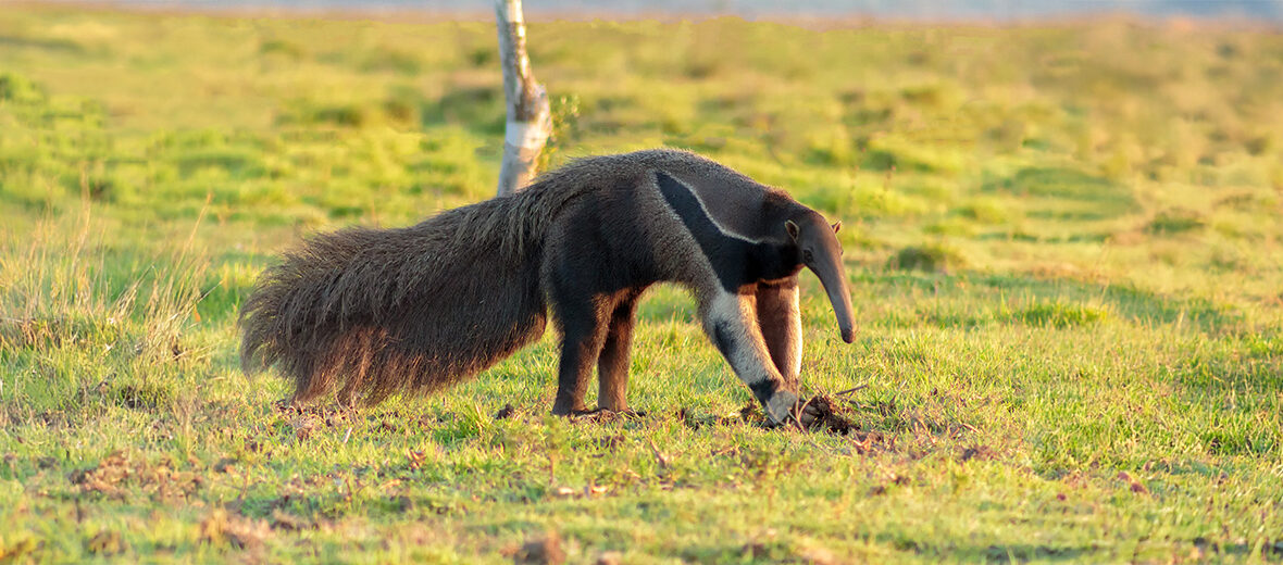 giant anteater