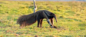 giant anteater