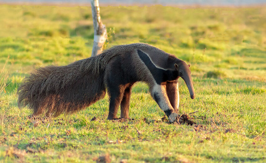 giant anteater