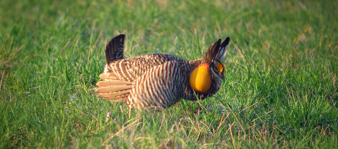 greater prairie-chicken