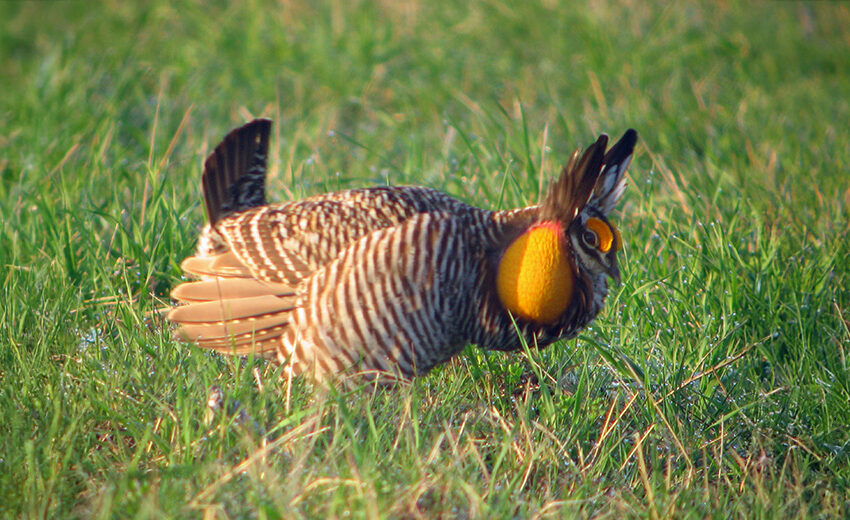 greater prairie-chicken