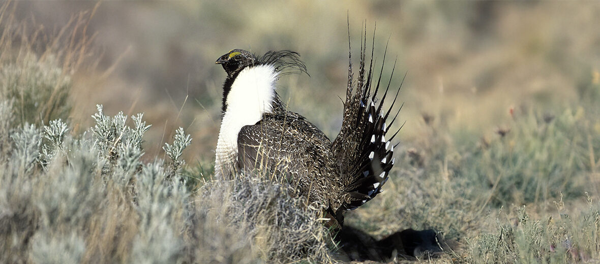 Gunnison sage-grouse
