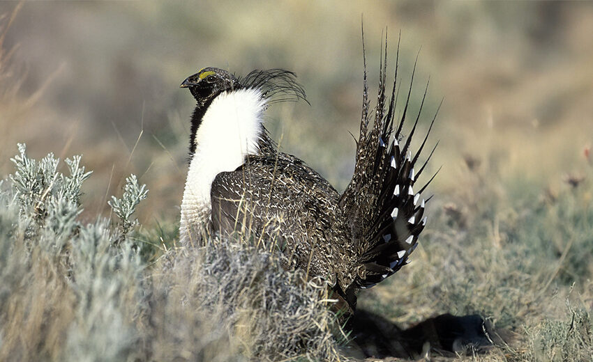 Gunnison sage-grouse