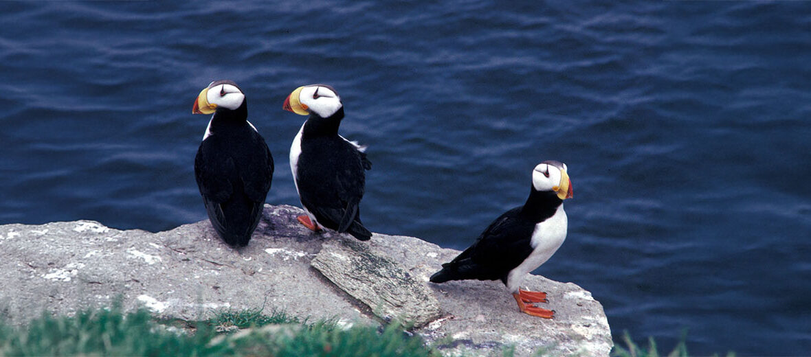 horned puffin