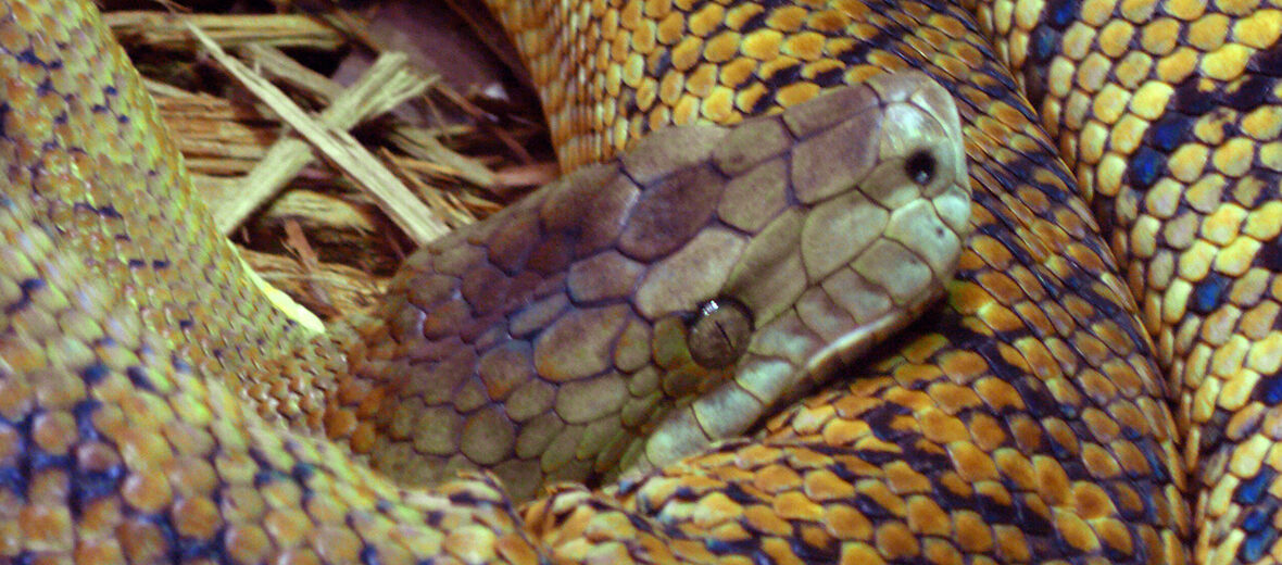 Jamaican boa