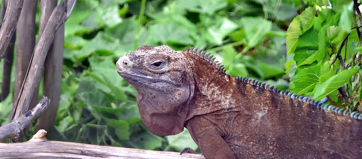 Jamaican iguana