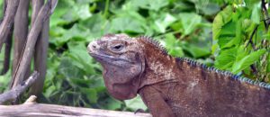 Jamaican iguana