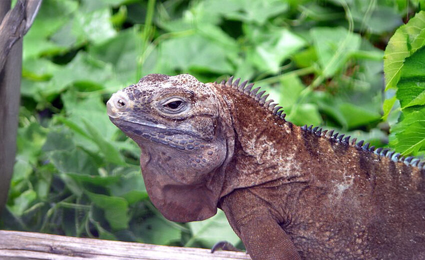 Jamaican iguana