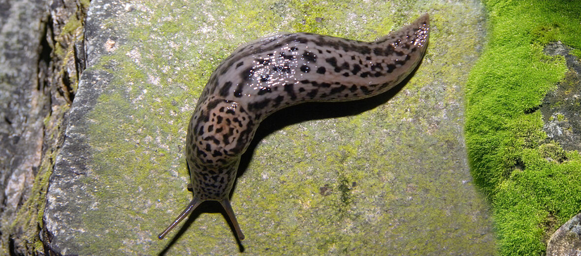 leopard slug