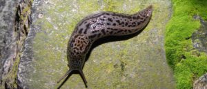leopard slug