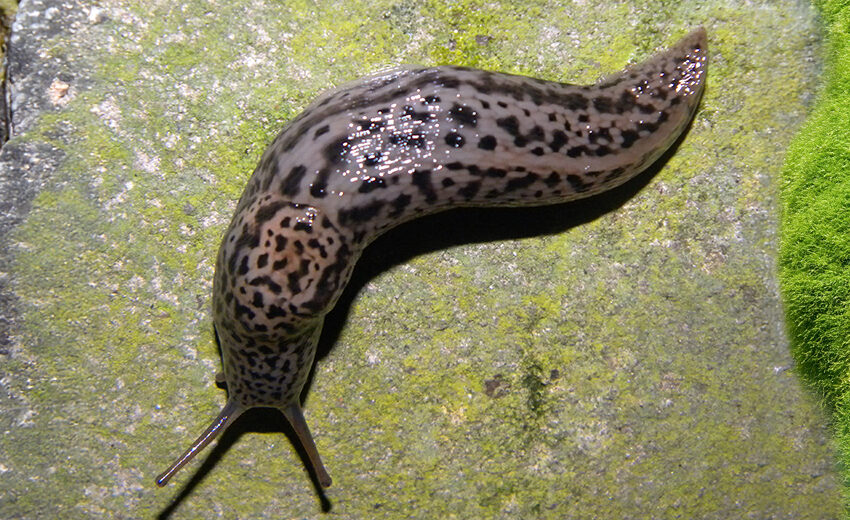 leopard slug