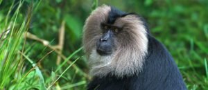 lion-tailed macaque