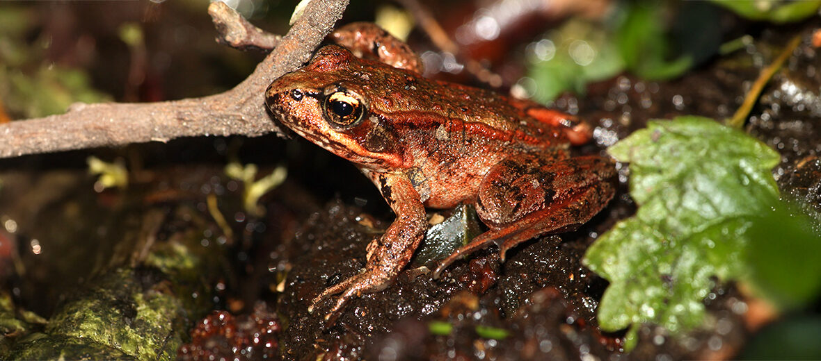 northern red-legged frog