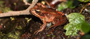 northern red-legged frog