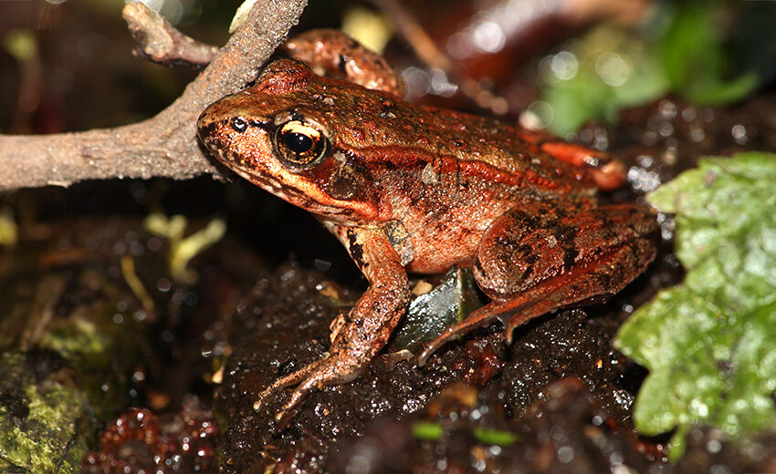 northern red-legged frog