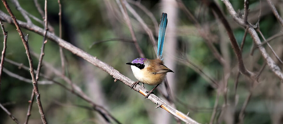 purple-crowned fairywren
