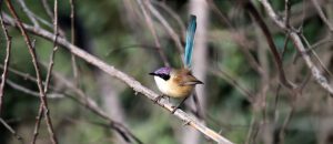 purple-crowned fairywren