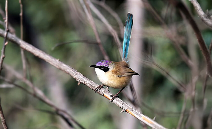 purple-crowned fairywren