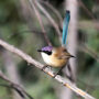 purple-crowned fairywren