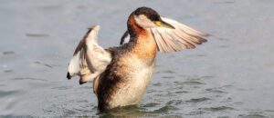red-necked grebe