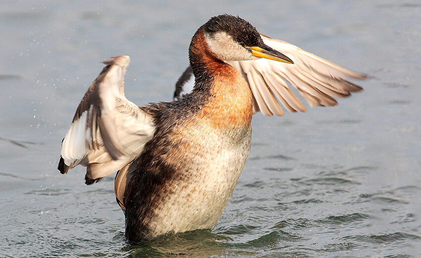 red-necked grebe