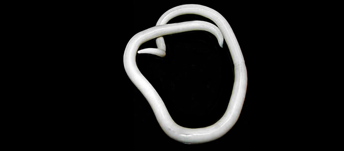 roundworm